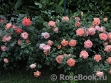 Lady of Shalott Lady of Shalott