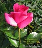 Lancome Lancome