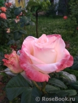 Belle Perle Belle Perle