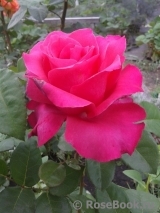 Vin Rose Vin Rose