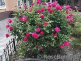 Sophy’s Rose Sophy’s Rose