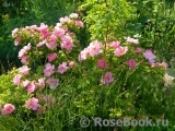 Marguerite Hilling Marguerite Hilling