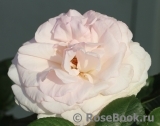 A Whiter Shade Of Pale A Whiter Shade Of Pale