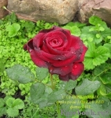 Lovely Red Lovely Red