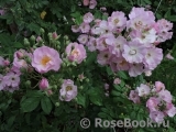 Blush Rambler Blush Rambler