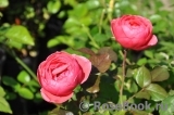 Gartenprinzessin Marie-Jose ® Gartenprinzessin Marie-Jose ®