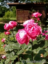 Gartenprinzessin Marie-Jose ® Gartenprinzessin Marie-Jose ®