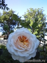 Crocus Rose® Crocus Rose®