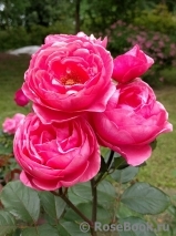Gartenprinzessin Marie-Jose ® Gartenprinzessin Marie-Jose ®