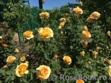 Golden Celebration® Golden Celebration®