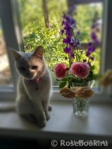COMPOSITION COMPOSITION