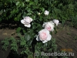 Herzogin Christiana ® Herzogin Christiana ®