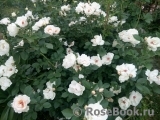 Jacqueline du Pre 