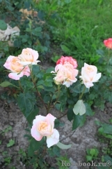 Mitsouko Mitsouko