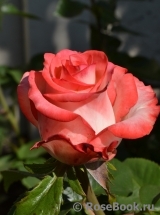 Blush Blush