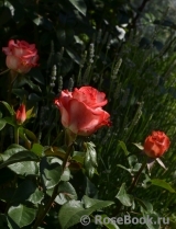 Blush Blush