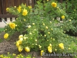 Persian Yellow Persian Yellow