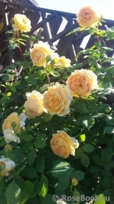 Golden Celebration® Golden Celebration®
