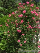 Starlet®-Rose Eva® Starlet®-Rose Eva®