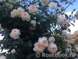 Mon Jardin et Ma Maison Mon Jardin et Ma Maison