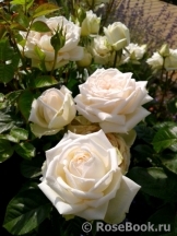 Madame Anisette ® Madame Anisette ®