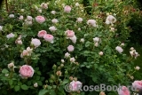 Abraham Darby Abraham Darby