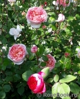 Abraham Darby Abraham Darby