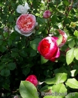 Abraham Darby Abraham Darby