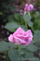 Lugdunum Lugdunum