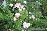 Bordure Nacree Bordure Nacree