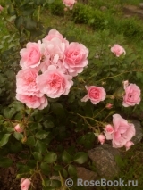 Bonica Bonica