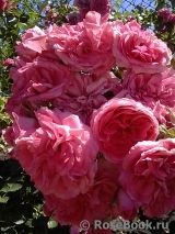 Rosarium Uetersen Rosarium Uetersen