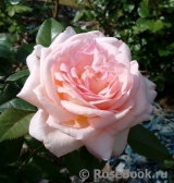 White Fox Rose White Fox Rose
