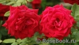 Black Baccara Black Baccara
