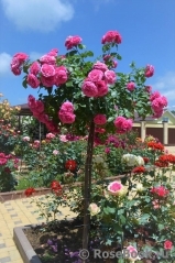 Baronesse Baronesse