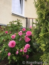 Gertrude Jekyll Gertrude Jekyll
