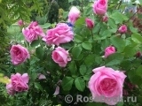 Gertrude Jekyll Gertrude Jekyll