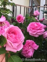 Gertrude Jekyll Gertrude Jekyll