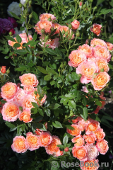 Briosa ® Briosa ®