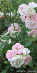 Pink Koster Pink Koster
