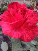 Red Intuition Red Intuition