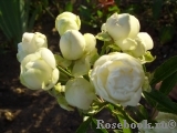Witte Koster Witte Koster