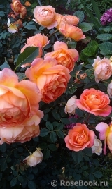 Lady of Shalott Lady of Shalott