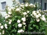 Madame Anisette ® Madame Anisette ®