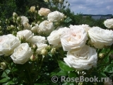 Madame Anisette ® Madame Anisette ®