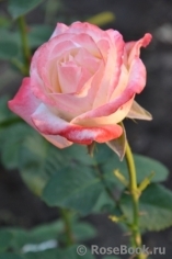 Belle Perle Belle Perle