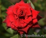 Black Baccara Black Baccara