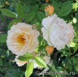 Ghislaine de Feligonde Ghislaine de Feligonde