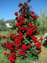 Roter Korsar Roter Korsar