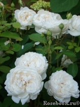 Glamis Castle® Glamis Castle®